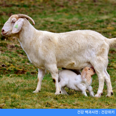 산양유단백질고르는법